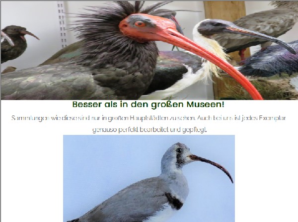 vannis-vogelweltat.jpg